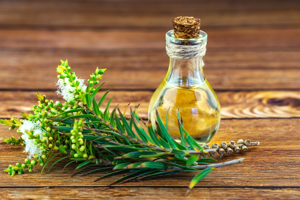 Bottle of tea tree oil with a cork stopper, surrounded by tea tree branches and flowers on a wooden surface, used as a natural treatment against bed bugs.