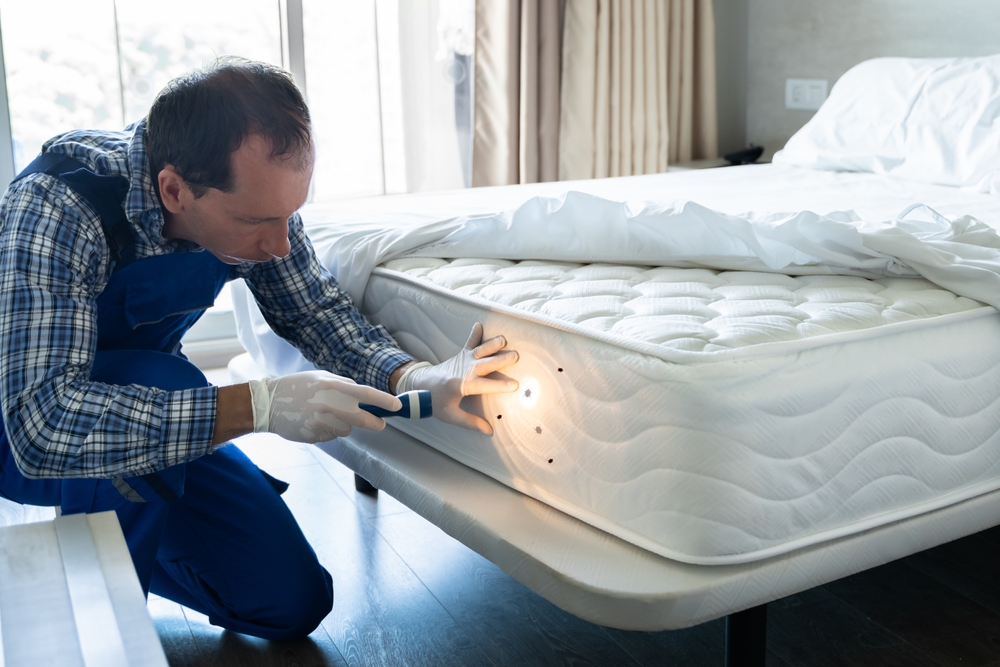 What Kills Bed Bugs Instantly? 10 Quick Solutions You Need
